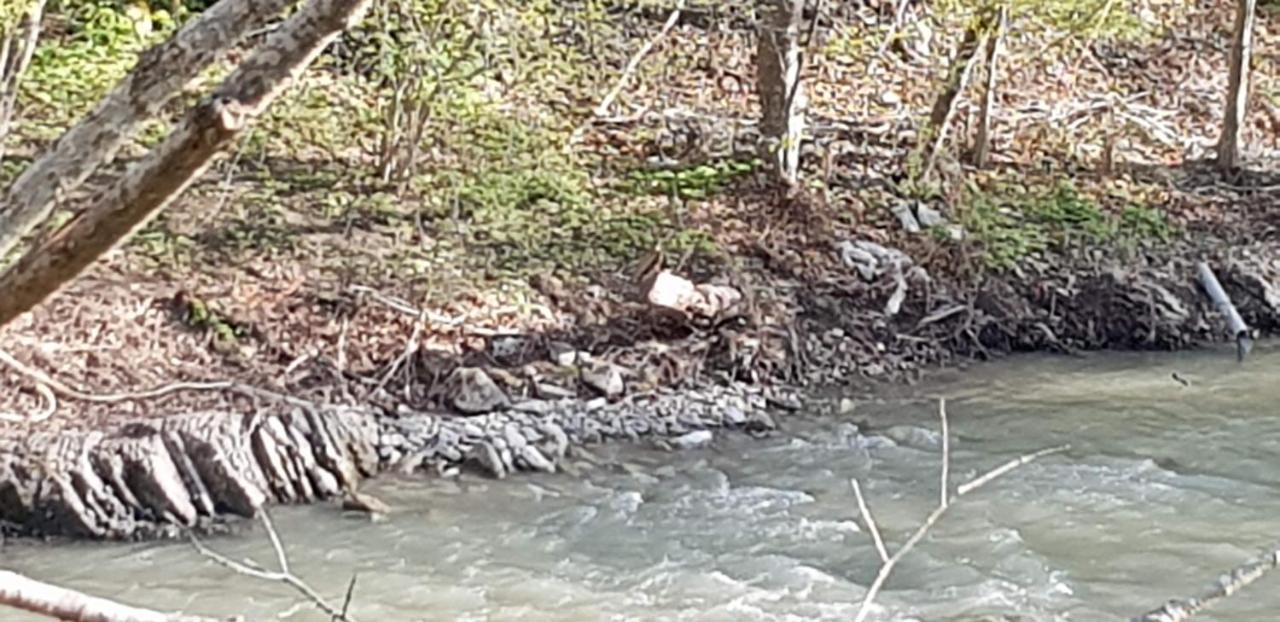 Villa Sezatoarea Lupilor Lepşa Esterno foto