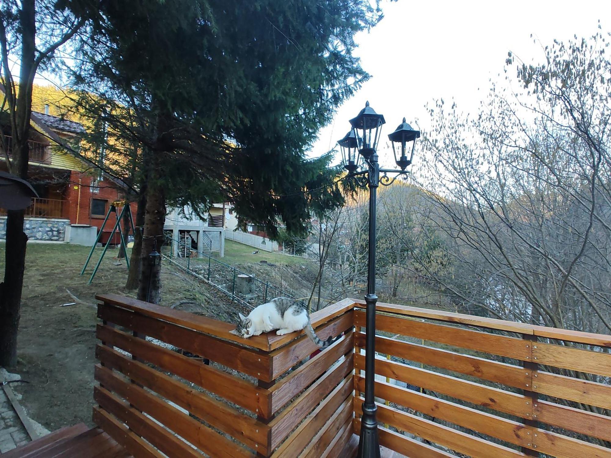 Villa Sezatoarea Lupilor Lepşa Camera foto